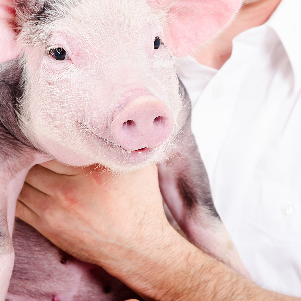 PigCHAMP y el sector porcino